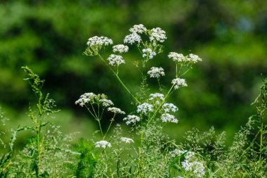 small white spring flowers on green wet background surface texture with blur
