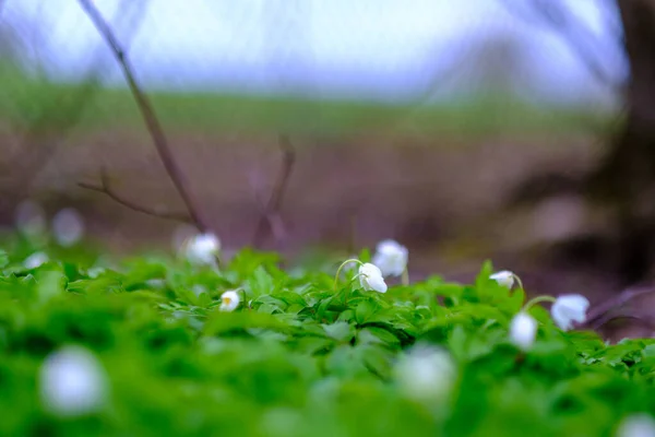 小さな白い春の花緑ぬれた背景の質感とぼかし — ストック写真