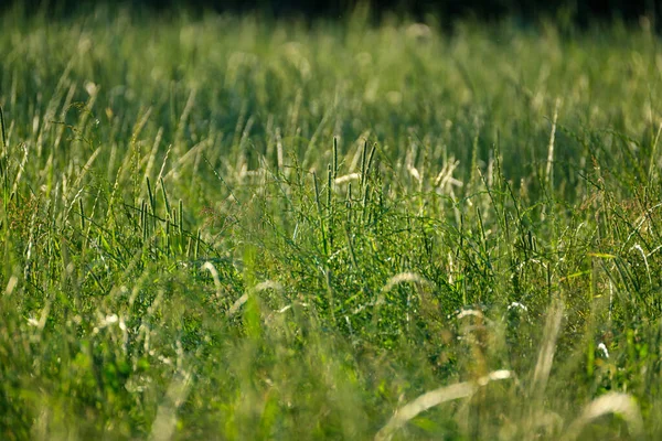 summer meadow grass and weed texture. abstract green foliage blur background with shallow depth of field