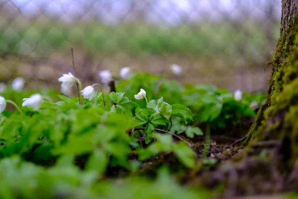 Piccoli Fiori Bianchi Primaverili Sfondo Verde Bagnato Texture Superficiale Con — Foto Stock