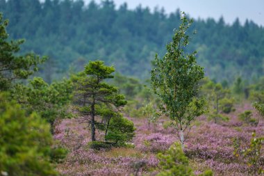 Yazın açık bataklık tundra manzarası yeşil bitki örtüsü ve yerde mor çiçekler