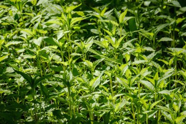 yeşil yaz yaprakları ağaç yaprakları ve bulanık arkaplan ile soyut desen