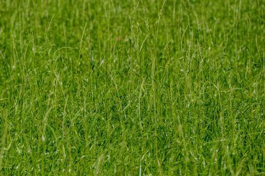 yeşil yaz çayır deseni mor çiçekler ve yapraklarla soyut desen