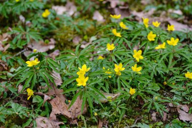 Yeşil arka planda sarı karahindibaları olan parlak renkli bahar çayırları. Doğadaki yaz dokusu