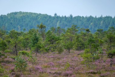 Yazın açık bataklık tundra manzarası yeşil bitki örtüsü ve yerde mor çiçekler
