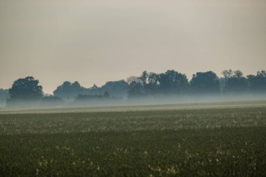 Yaz sabahı sisli manzara tarlalarda ve çayırlarda yükseliyor.