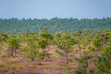 Yazın açık bataklık tundra manzarası yeşil bitki örtüsü ve yerde mor çiçekler