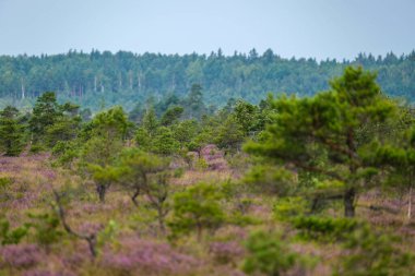 Yazın açık bataklık tundra manzarası yeşil bitki örtüsü ve yerde mor çiçekler