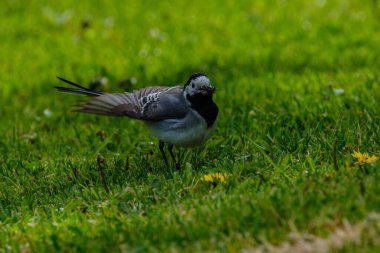 Martlet yaz çayırında sinek yakalıyor. yeşil arkaplan