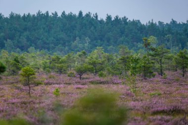 Yazın açık bataklık tundra manzarası yeşil bitki örtüsü ve yerde mor çiçekler
