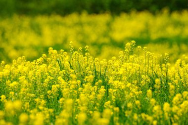 Yeşil arka planda sarı karahindibaları olan parlak renkli bahar çayırları. Doğadaki yaz dokusu