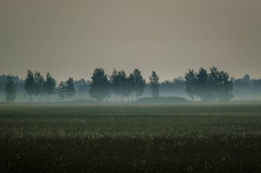 Yaz sabahı sisli manzara tarlalarda ve çayırlarda yükseliyor.