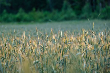 yeşil yaz çayır deseni mor çiçekler ve yapraklarla soyut desen