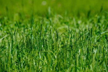 yeşil yaz çayır deseni mor çiçekler ve yapraklarla soyut desen