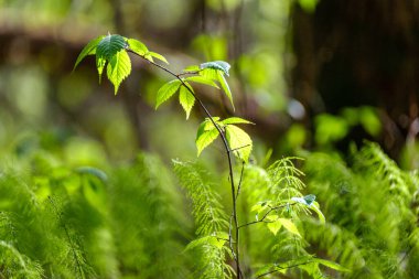 yeşil yaz yaprakları ağaç yaprakları ve bulanık arkaplan ile soyut desen