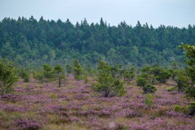 Yazın açık bataklık tundra manzarası yeşil bitki örtüsü ve yerde mor çiçekler