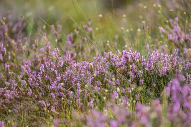 Yazın açık bataklık tundra manzarası yeşil bitki örtüsü ve yerde mor çiçekler