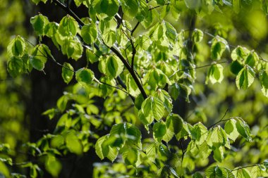 yeşil yaz yaprakları ağaç yaprakları ve bulanık arkaplan ile soyut desen