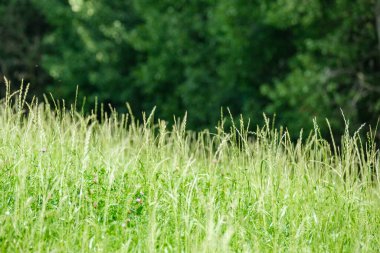 yeşil yaz çayır deseni mor çiçekler ve yapraklarla soyut desen