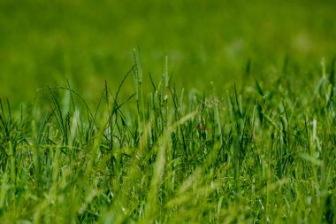 yeşil yaz çayır deseni mor çiçekler ve yapraklarla soyut desen