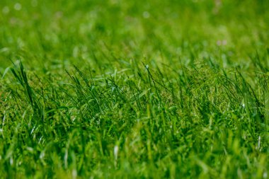 yeşil yaz çayır deseni mor çiçekler ve yapraklarla soyut desen