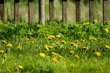 Yeşil arka planda sarı karahindibaları olan parlak renkli bahar çayırları. Doğadaki yaz dokusu