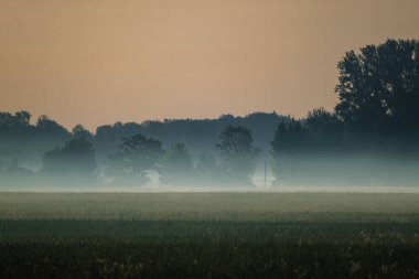 Yaz sabahı sisli manzara tarlalarda ve çayırlarda yükseliyor.