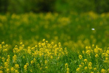 Yeşil arka planda sarı karahindibaları olan parlak renkli bahar çayırları. Doğadaki yaz dokusu