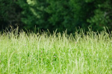 yeşil yaz çayır deseni mor çiçekler ve yapraklarla soyut desen