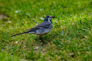 Martlet yaz çayırında sinek yakalıyor. yeşil arkaplan