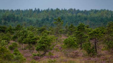 Yazın açık bataklık tundra manzarası yeşil bitki örtüsü ve yerde mor çiçekler