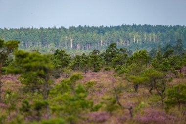 Yazın açık bataklık tundra manzarası yeşil bitki örtüsü ve yerde mor çiçekler