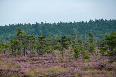 Yazın açık bataklık tundra manzarası yeşil bitki örtüsü ve yerde mor çiçekler