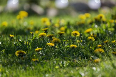Yeşil arka planda sarı karahindibaları olan parlak renkli bahar çayırları. Doğadaki yaz dokusu
