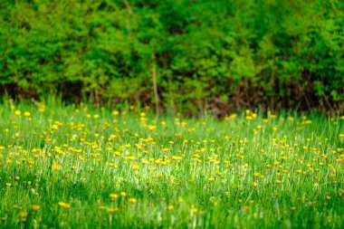Yeşil arka planda sarı karahindibaları olan parlak renkli bahar çayırları. Doğadaki yaz dokusu