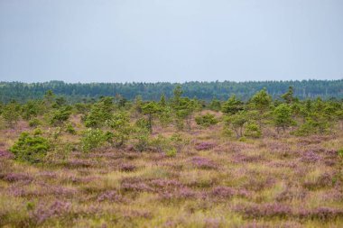 Yazın açık bataklık tundra manzarası yeşil bitki örtüsü ve yerde mor çiçekler
