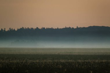 Yaz sabahı sisli manzara tarlalarda ve çayırlarda yükseliyor.