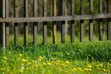 Yeşil arka planda sarı karahindibaları olan parlak renkli bahar çayırları. Doğadaki yaz dokusu
