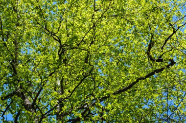 yeşil yaz yaprakları ağaç yaprakları ve bulanık arkaplan ile soyut desen