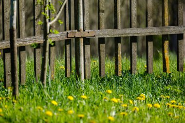 Yeşil arka planda sarı karahindibaları olan parlak renkli bahar çayırları. Doğadaki yaz dokusu