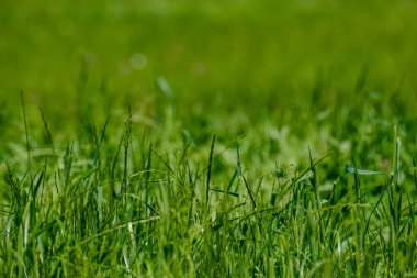 yeşil yaz çayır deseni mor çiçekler ve yapraklarla soyut desen