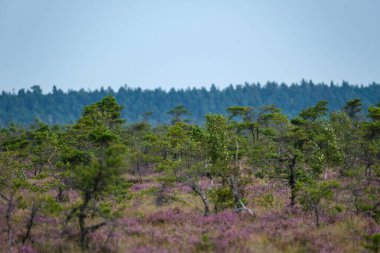 Yazın açık bataklık tundra manzarası yeşil bitki örtüsü ve yerde mor çiçekler