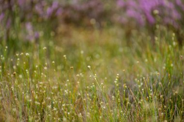 Yazın açık bataklık tundra manzarası yeşil bitki örtüsü ve yerde mor çiçekler
