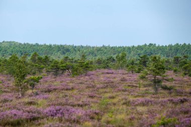 Yazın açık bataklık tundra manzarası yeşil bitki örtüsü ve yerde mor çiçekler