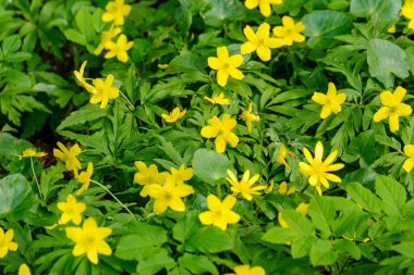 Yeşil arka planda sarı karahindibaları olan parlak renkli bahar çayırları. Doğadaki yaz dokusu