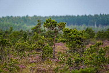 Yazın açık bataklık tundra manzarası yeşil bitki örtüsü ve yerde mor çiçekler