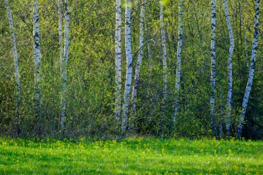 yeşil yaz yaprakları ağaç yaprakları ve bulanık arkaplan ile soyut desen