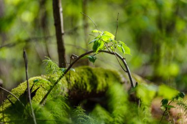 yeşil yaz yaprakları ağaç yaprakları ve bulanık arkaplan ile soyut desen