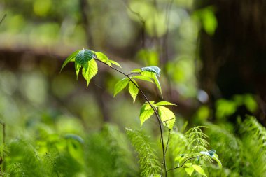 yeşil yaz yaprakları ağaç yaprakları ve bulanık arkaplan ile soyut desen