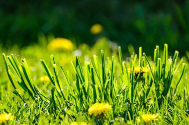 Yeşil arka planda sarı karahindibaları olan parlak renkli bahar çayırları. Doğadaki yaz dokusu